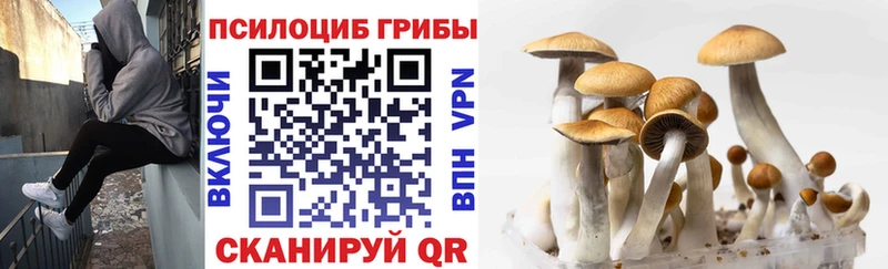 Купить  Норильск  Псилоцибиновые грибы Psilocybine cubensis 